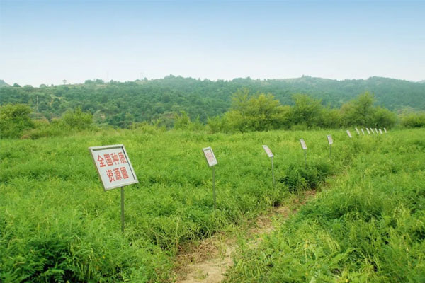 振东中药材种植(抚育) 基地